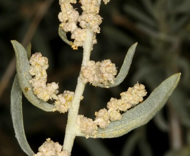 Atriplex canescens