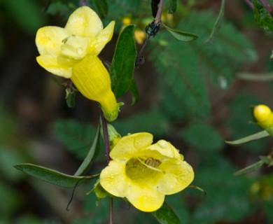 Aureolaria flava