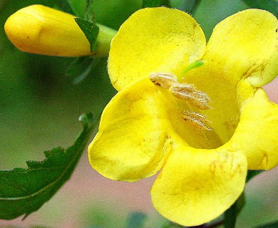 Aureolaria grandiflora