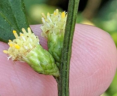 Baccharis glomeruliflora