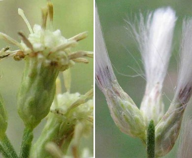 Baccharis neglecta