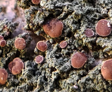 Bacidia rubella