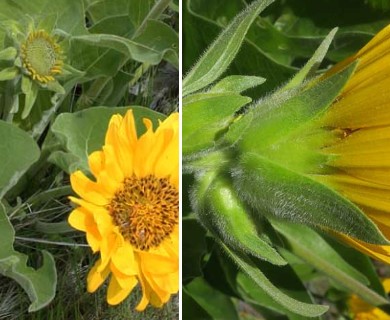 Balsamorhiza careyana