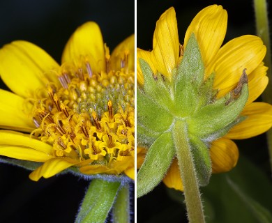 Balsamorhiza deltoidea