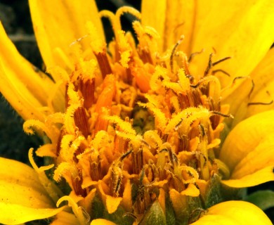 Balsamorhiza hookeri