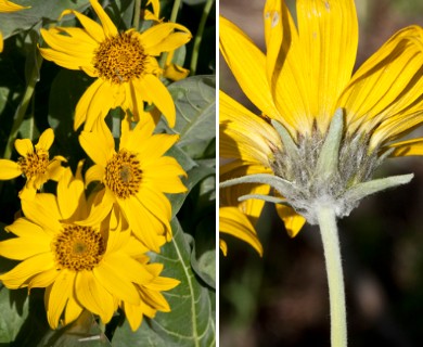 Balsamorhiza sagittata