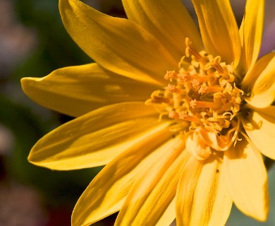 Balsamorhiza serrata