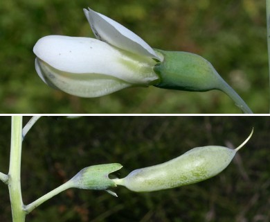 Baptisia alba