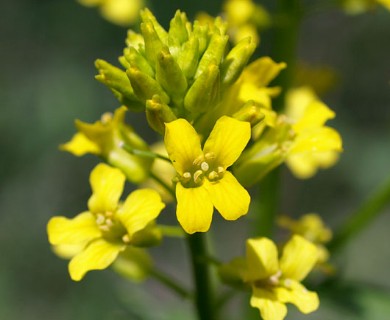 Barbarea vulgaris