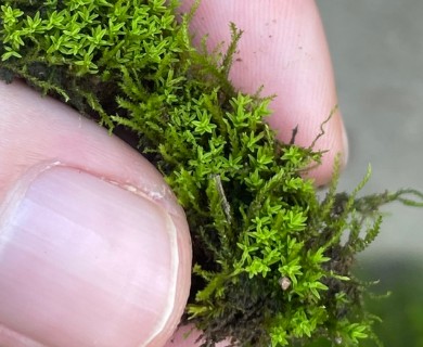 Barbula indica