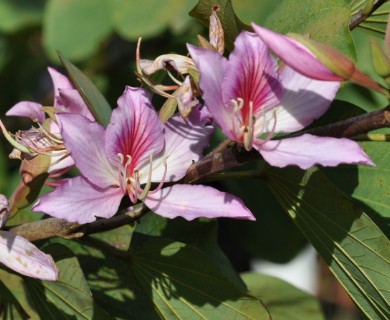 Bauhinia variegata