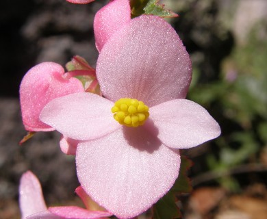 Begonia gracilis