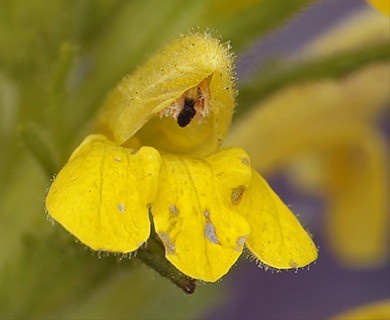 Bellardia viscosa