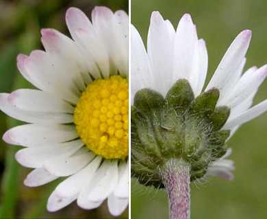 Bellis perennis