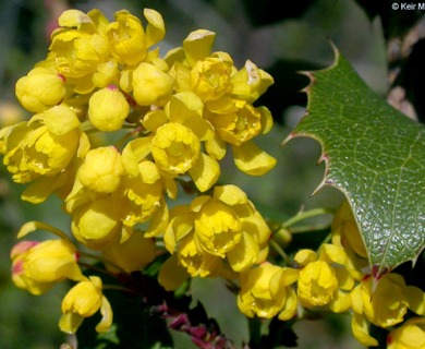 Berberis aquifolium