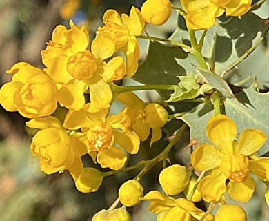 Berberis higginsiae