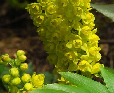 Berberis nervosa