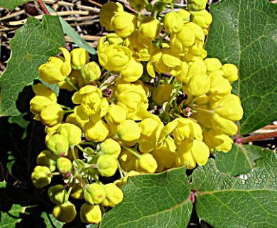 Berberis repens