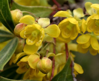 Berberis trifoliolata