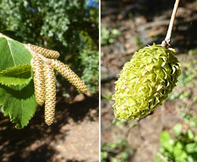 Betula alleghaniensis