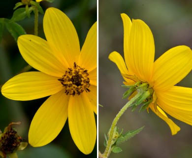 Bidens aristosa