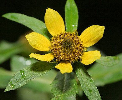 Bidens cernua