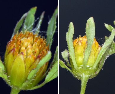 Bidens frondosa