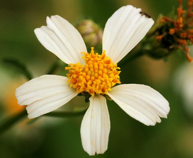 Bidens pilosa