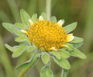 Bidens vulgata