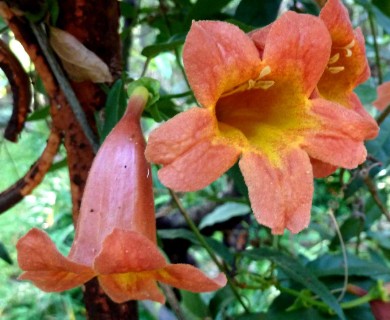 Bignonia capreolata