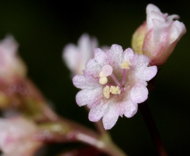 Boerhavia erecta