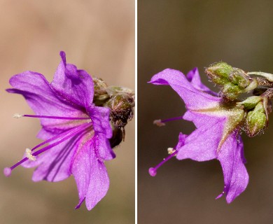 Boerhavia linearifolia