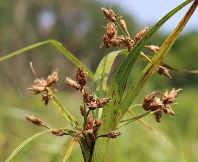 Bolboschoenus fluviatilis