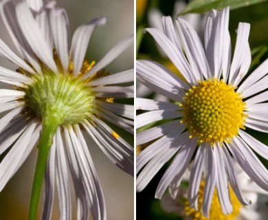 Boltonia asteroides