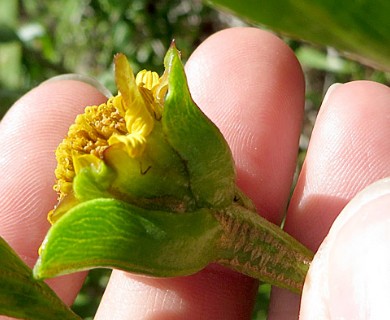 Borrichia arborescens