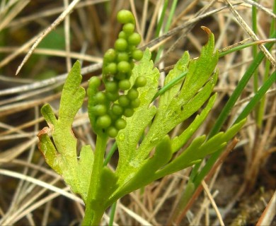 Botrychium lanceolatum