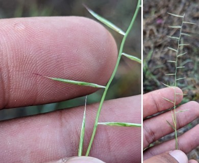 Bouteloua aristidoides