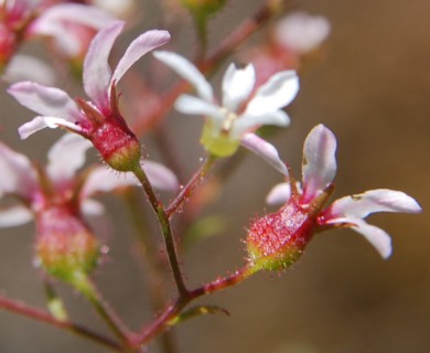 Boykinia occidentalis