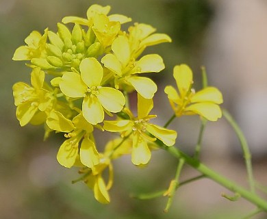 Brassica juncea