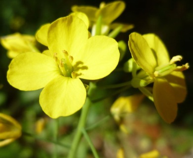 Brassica rapa