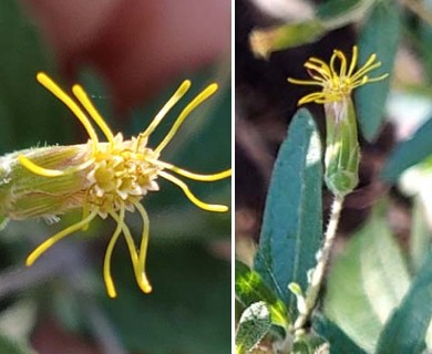 Brickellia cylindracea