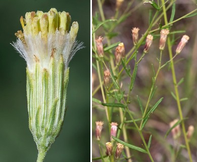 Brickellia eupatorioides