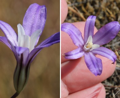 Brodiaea coronaria