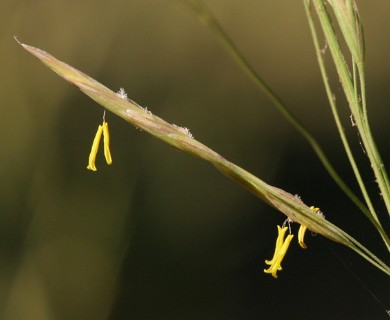 Bromus inermis