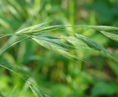 Bromus latiglumis