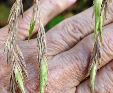 Bromus richardsonii