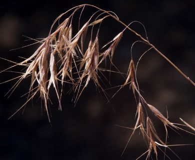 Bromus tectorum