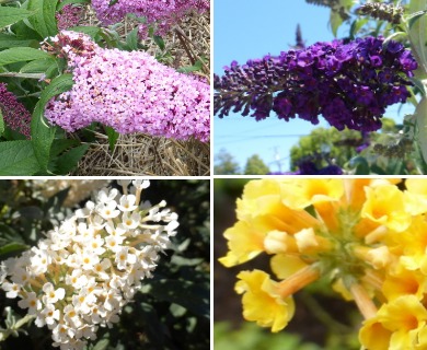 Buddleja davidii