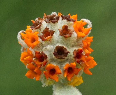 Buddleja marrubiifolia