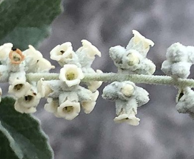 Buddleja racemosa